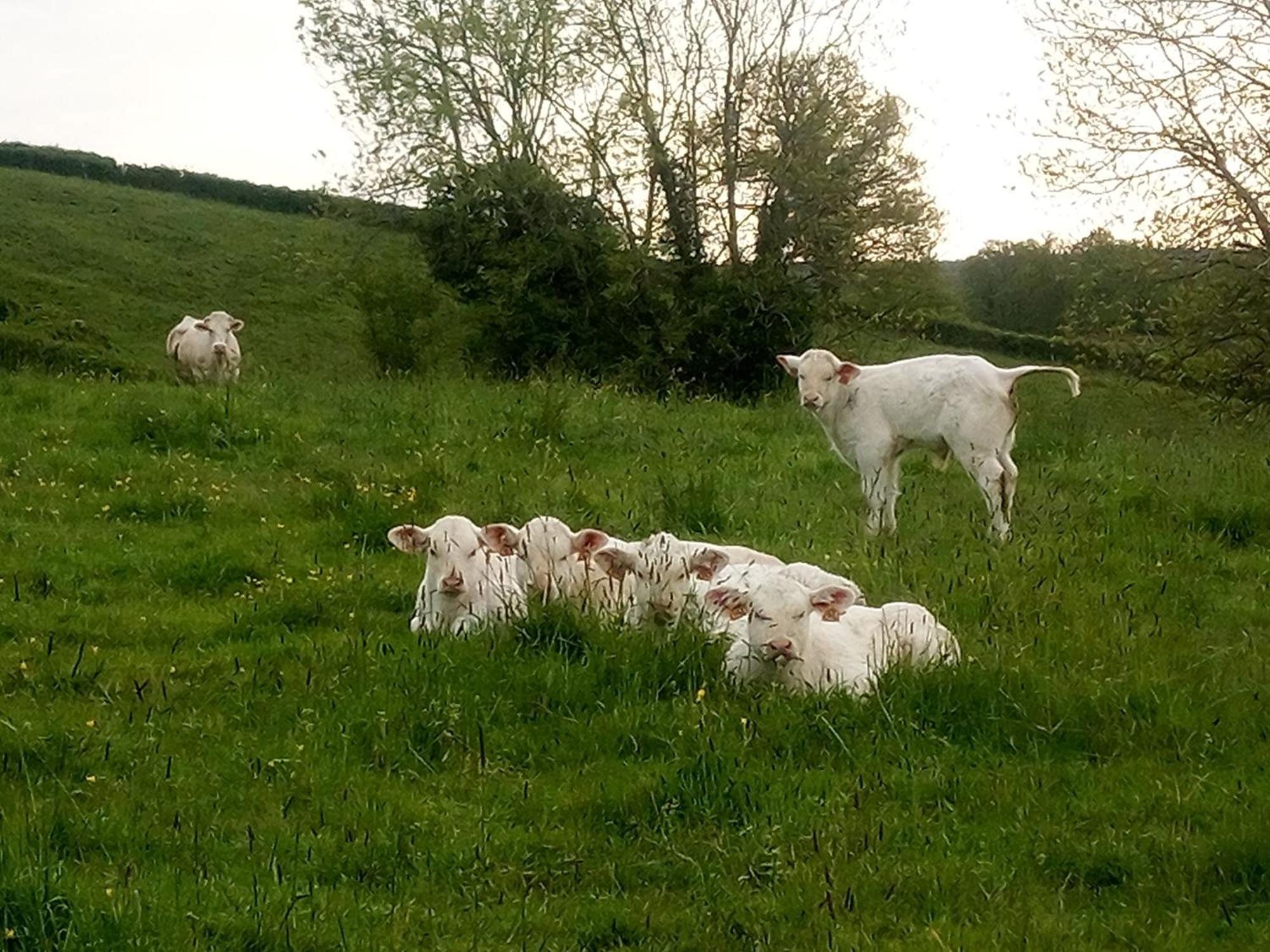 Gite A La Ferme Le Rousset Exterior foto