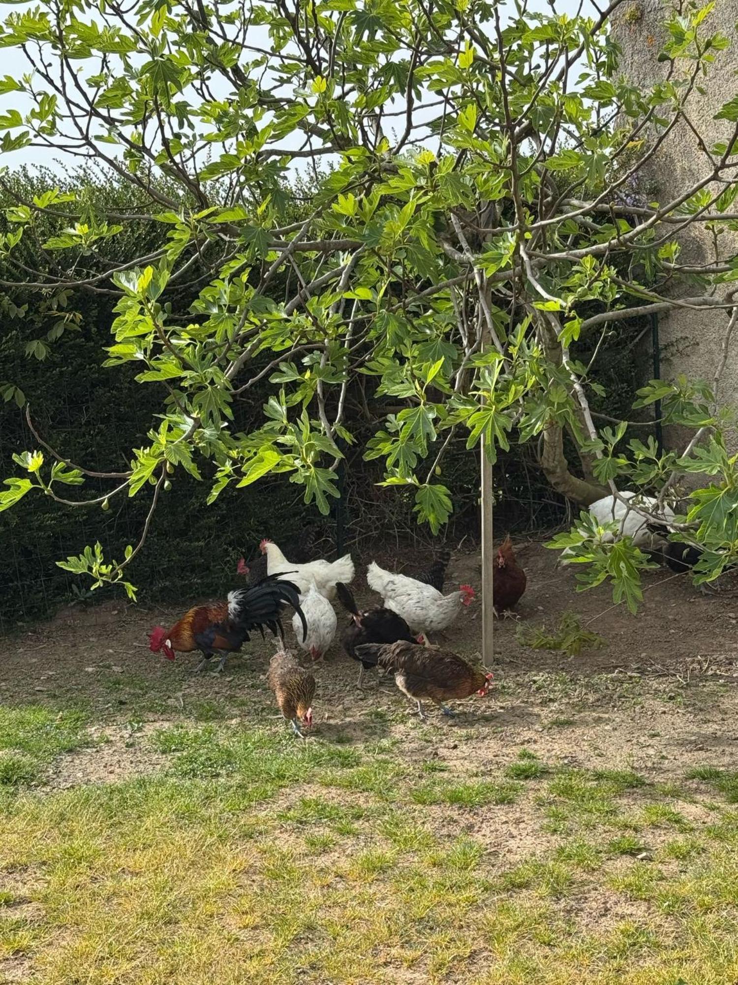 Gite A La Ferme Le Rousset Exterior foto